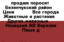 продам поросят .Безенчукский район  › Цена ­ 2 500 - Все города Животные и растения » Другие животные   . Ненецкий АО,Верхняя Пеша д.